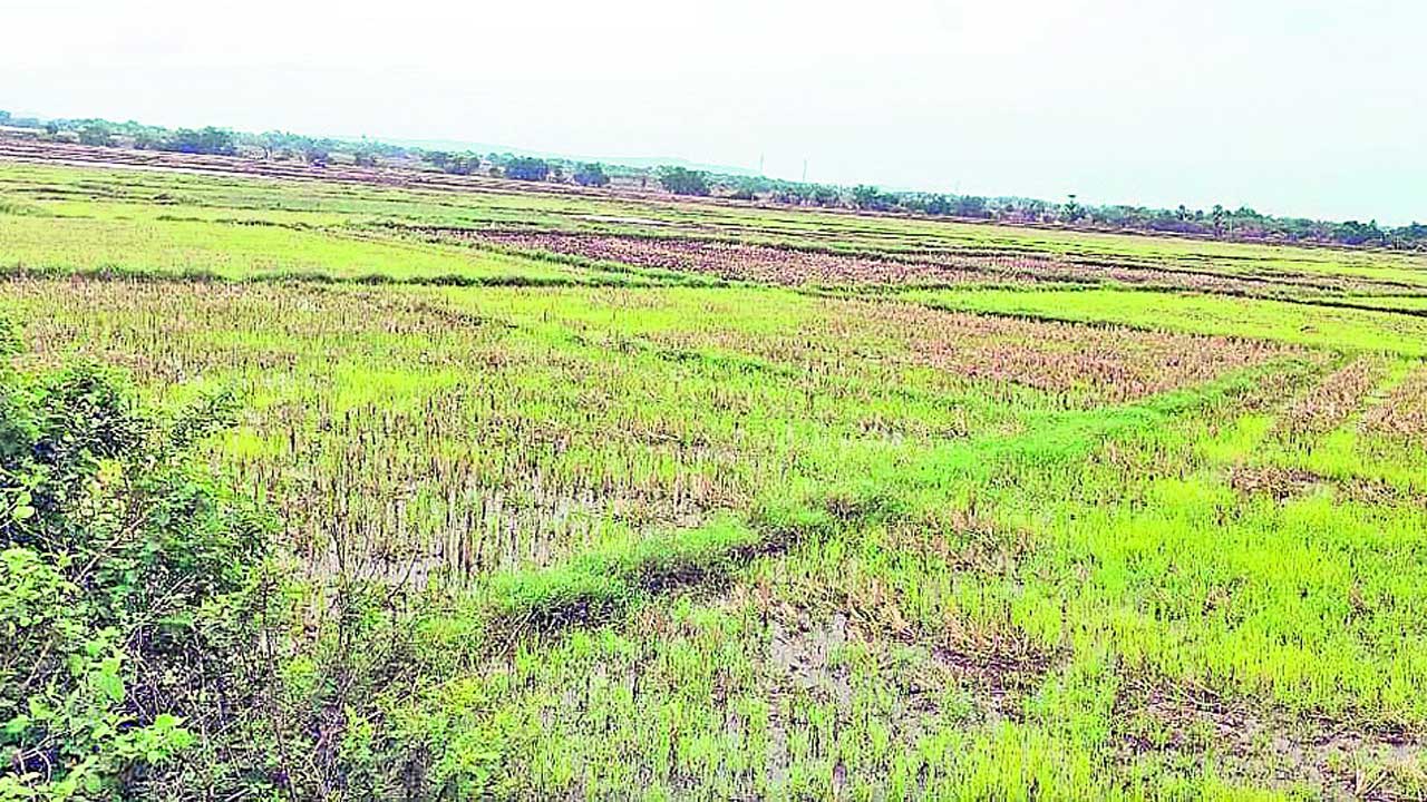 Warangal1