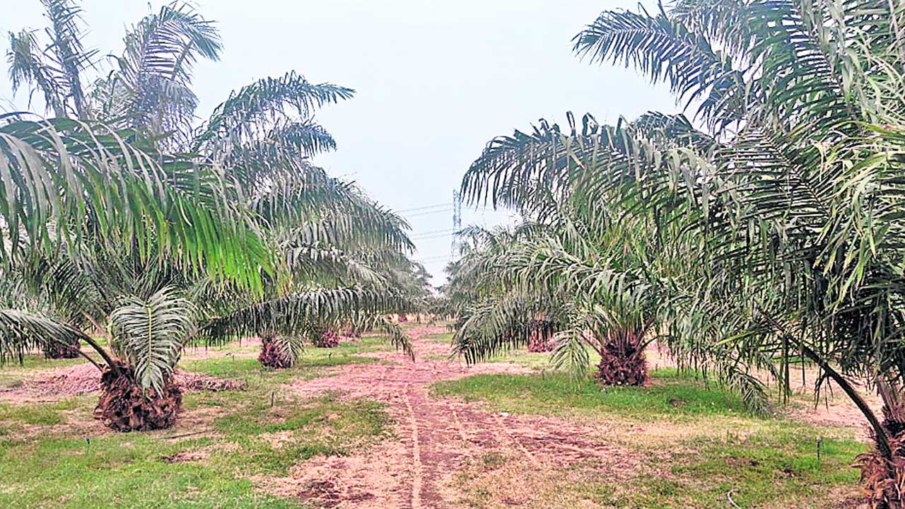 కేసీఆర్‌ పంటకు అన్నదాతల పరుగులు