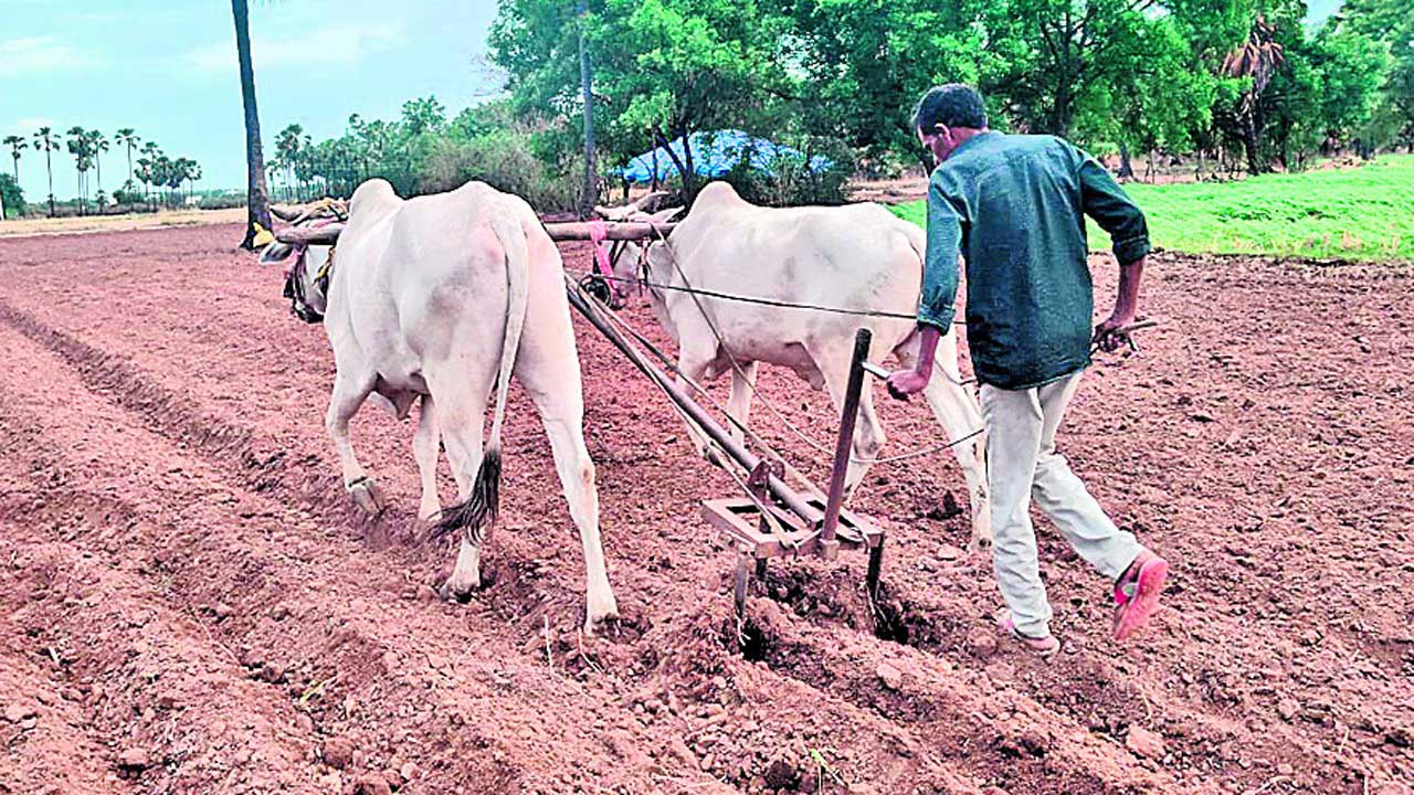 మెట్టకు ఊరట.. తరికి తండ్లాట