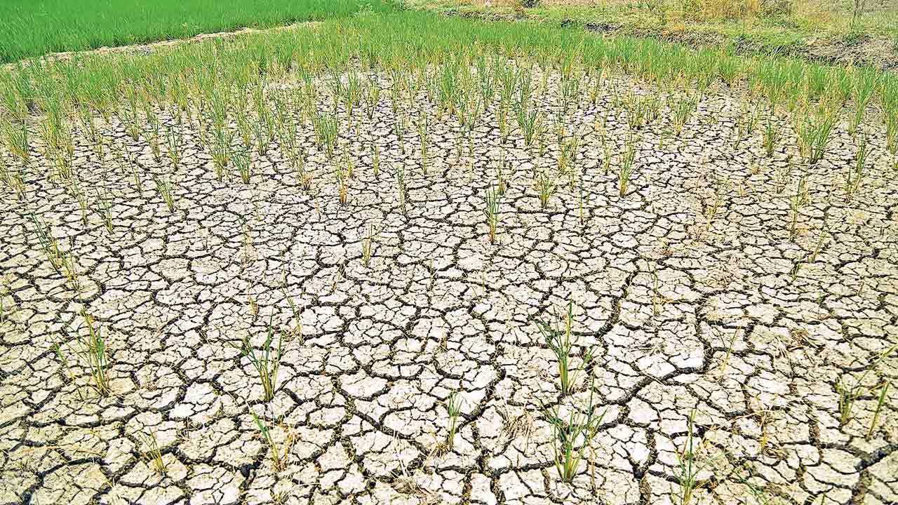 సాగుబడిని చంపేస్తిరి గదరా!