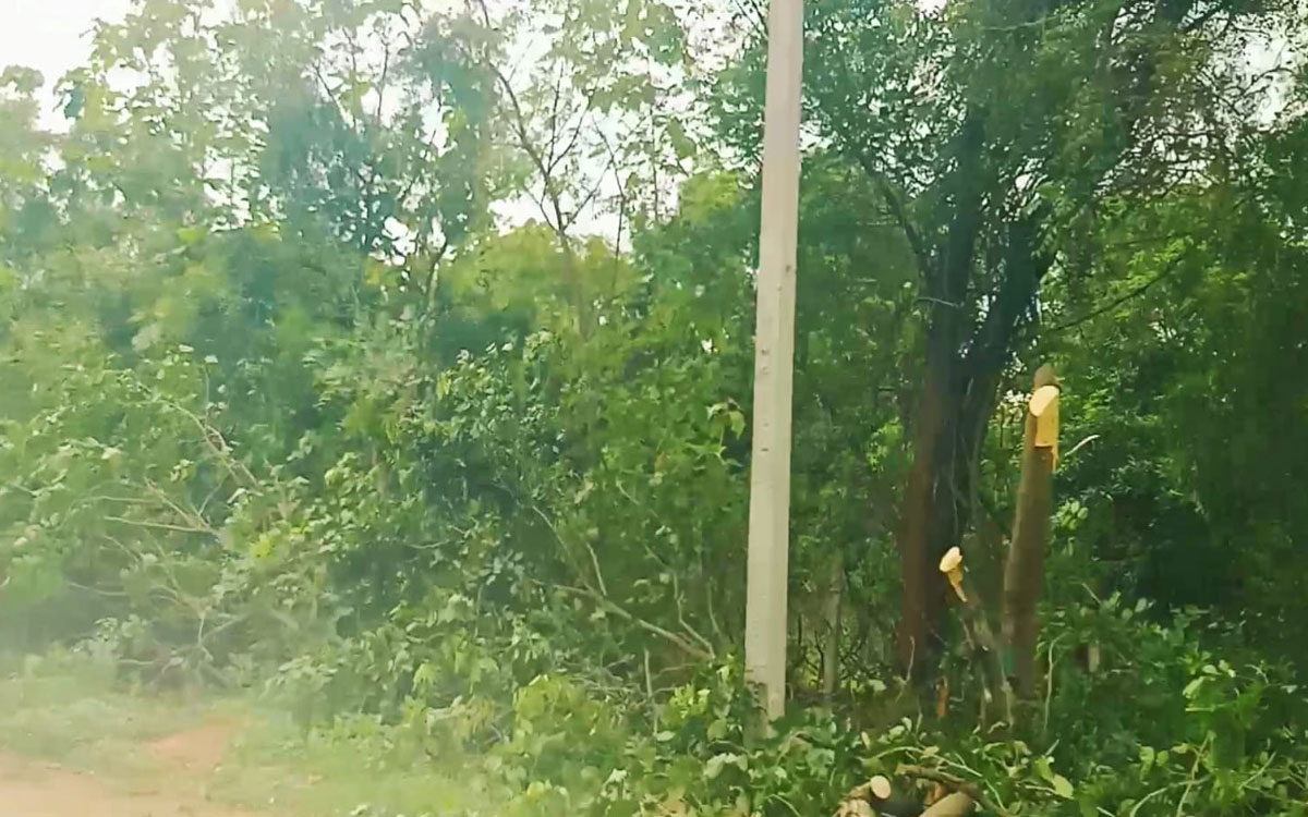 విచ్చ‌ల‌విడిగా హరితహారం చెట్లు నరికివేత