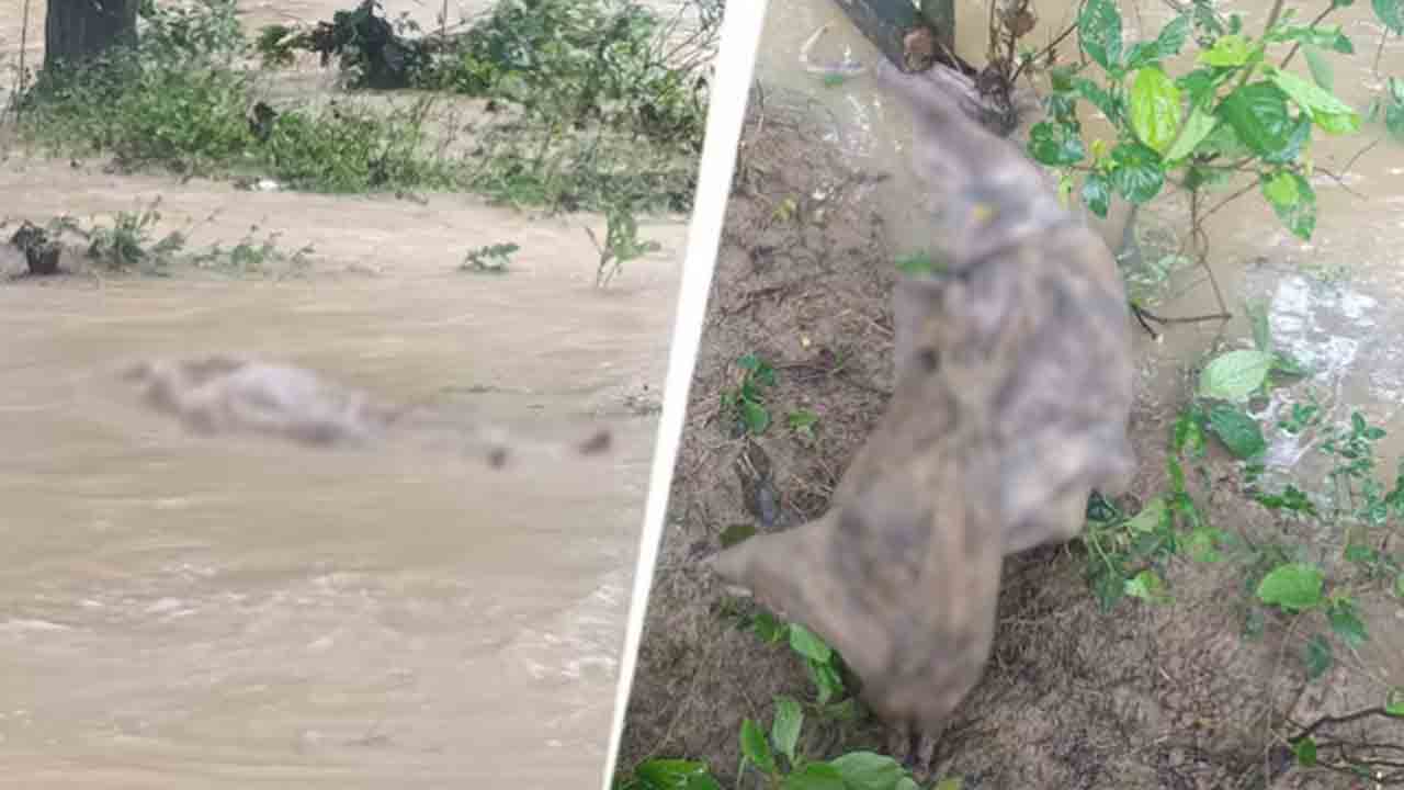 bodies washed out of graves | భారీ వర్షాలకు.. శ్మశానవాటిక నుంచి కొట్టుకుపోయిన   మృతదేహాలు