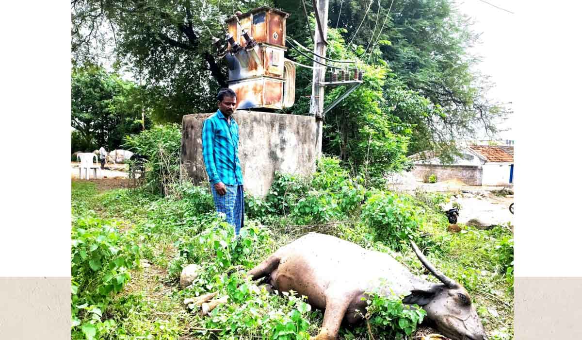 Khilavanaparthi | ఖిలావనపర్తి లో ట్రాన్స్ ఫార్మర్ ను తాకి విద్యుత్ షాక్ తో గేదె మృతి
