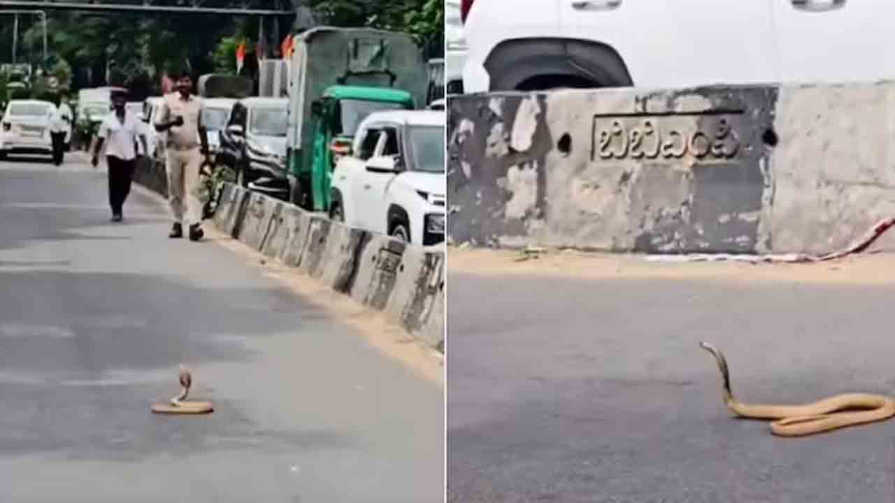 Watch: రోడ్డు మధ్యలో నాగుపాము, స్తంభించిన ట్రాఫిక్‌.. తర్వాత ఏం జరిగిందంటే?
