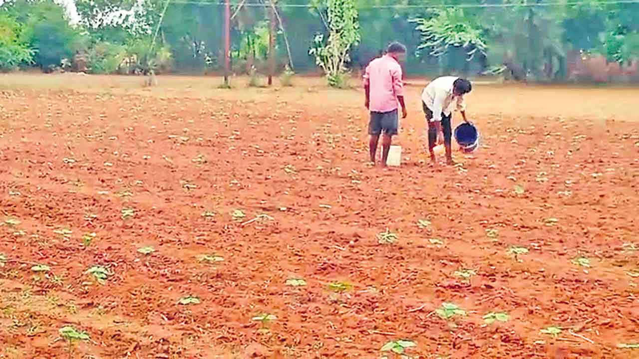 ట్యాంకుల్లో తెచ్చి.. పంటకు ప్రాంణం పోస్తూ
