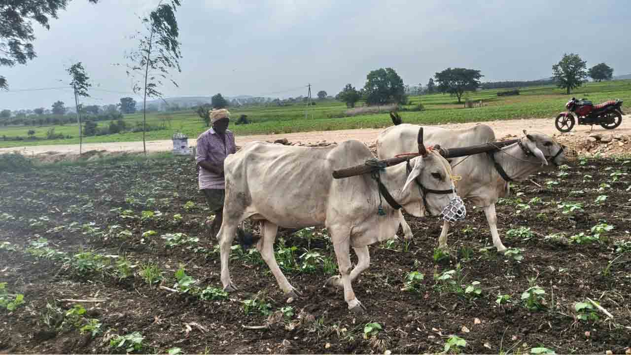 పత్తిసాగు ప్రశ్నార్థకమే?