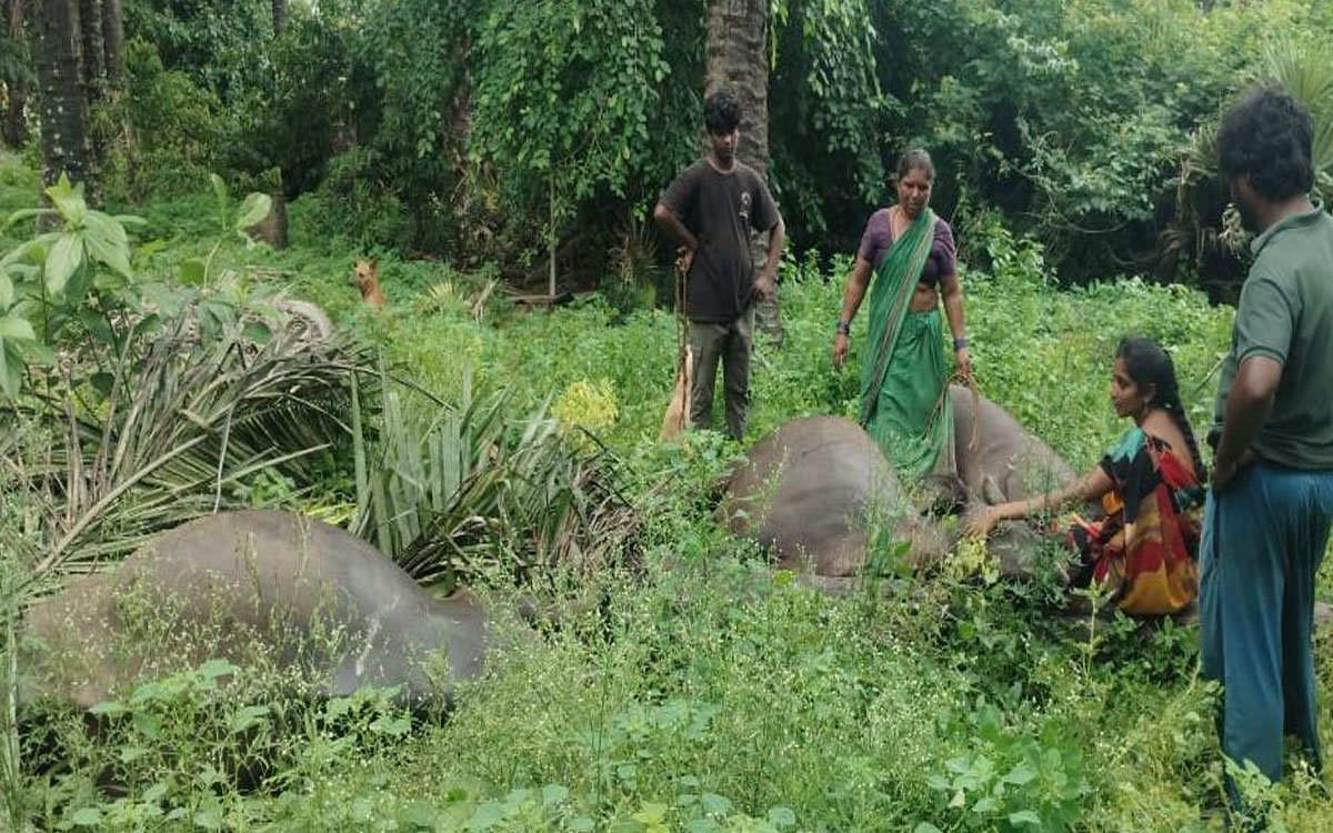 విద్యుదాఘాతానికి గురై మూడు బర్రెలు మృతి