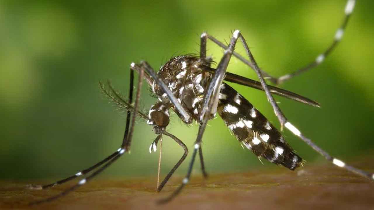 Dengue | నిపుణుల హెచ్చ‌రిక‌.. ఎలాంటి వాతావ‌ర‌ణంలోనైనా త‌ట్టుకుని జీవిస్తున్న డెంగ్యూ దోమ‌లు..