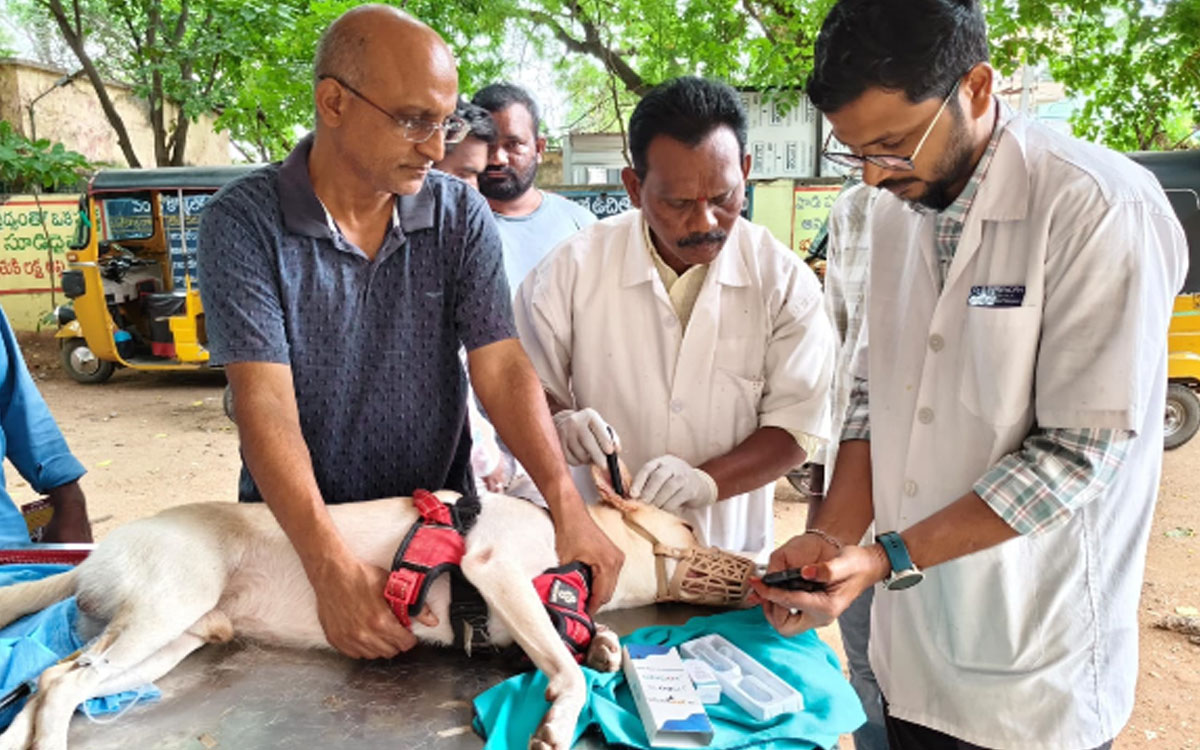 కోదాడ పశువుల దవఖానాలో తొలిసారి స్కానింగ్‌తో కుక్క చెవికి చికిత్స