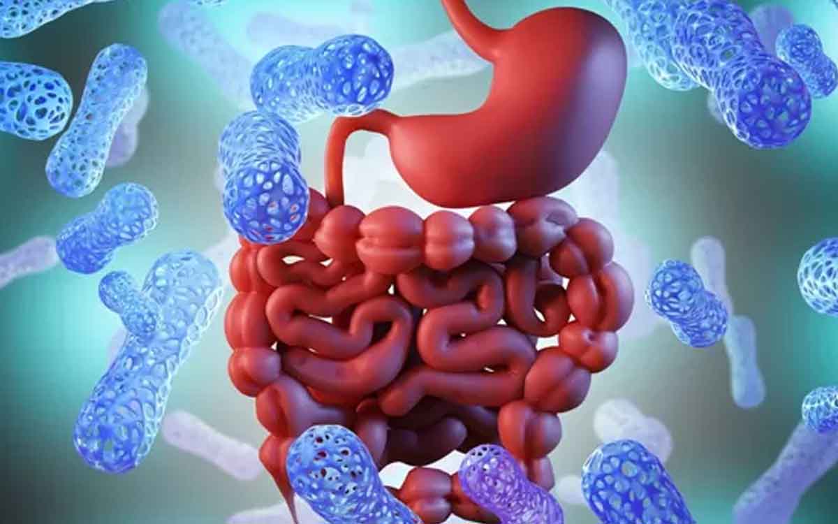 Gut Microbiome | పేగుల్లో మంచి బ్యాక్టీరియా ఎక్కువ‌గా ఉంటే.. పెద్ద పేగు క్యాన్స‌ర్ ముప్పు దాదాపు లేన‌ట్లే..