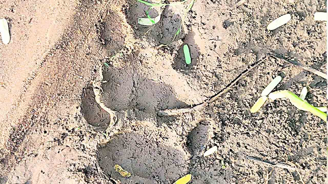 గూడూరులో చిరుత సంచారం!