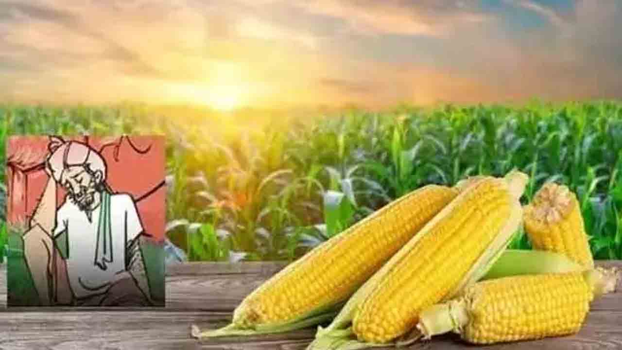 Maize Procurement Scam | మక్కలు బుక్కిన కాంగ్రెస్‌ నేత.. జడ్చర్ల పీఏసీఎస్‌లో ఎమ్మెల్యే అండతో రూ.కోట్ల స్కామ్