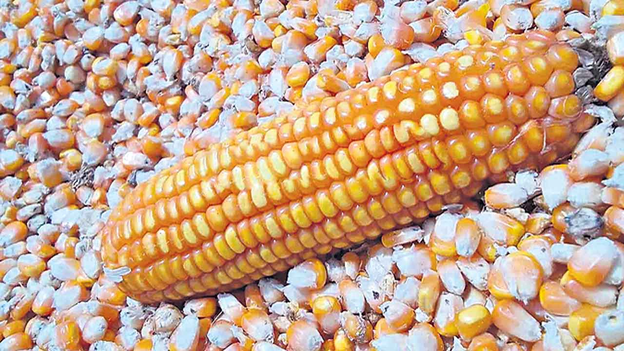 మక్కల టెండర్లలో కాసుల వర్షం