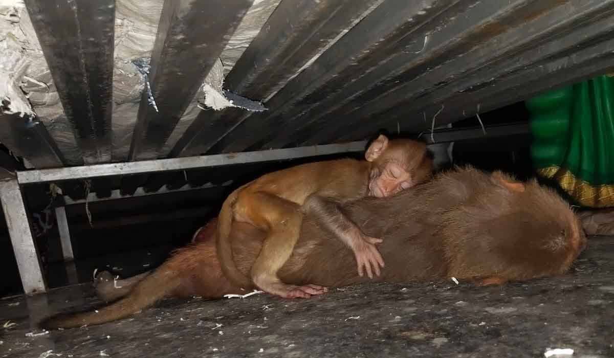 monkey | వానర మాతృ ప్రేమ..!