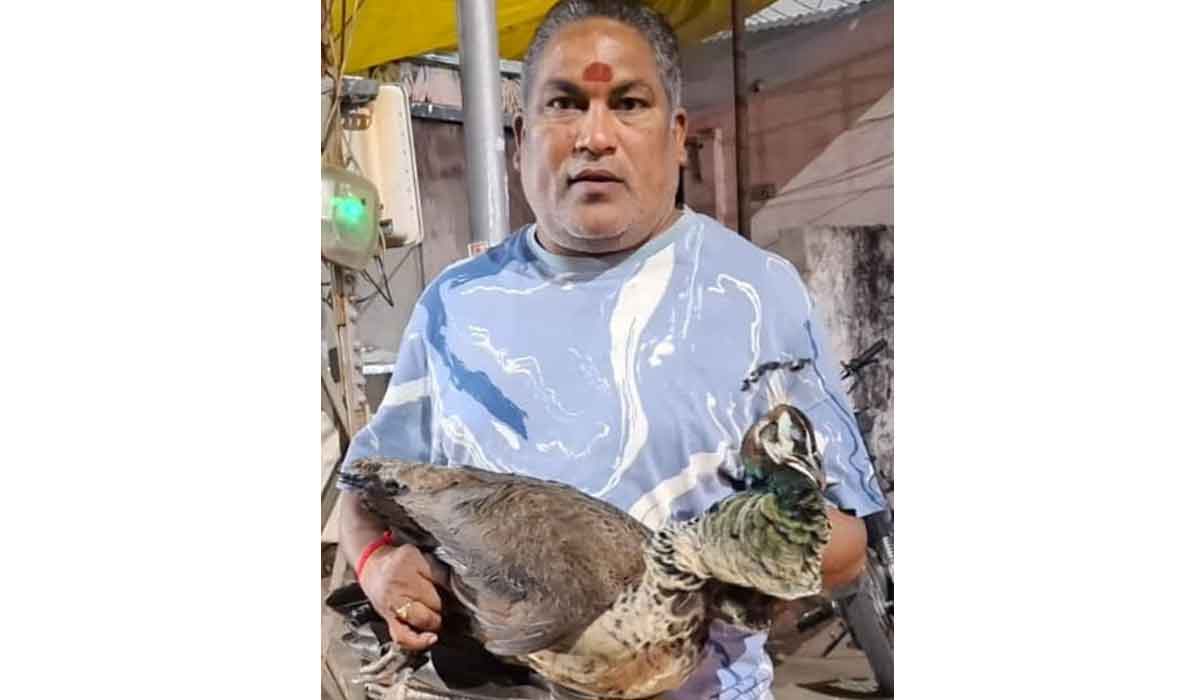 Peacock-Dies | కరీంనగర్‌లో విద్యుదాఘాతంతో నెమలి మృతి