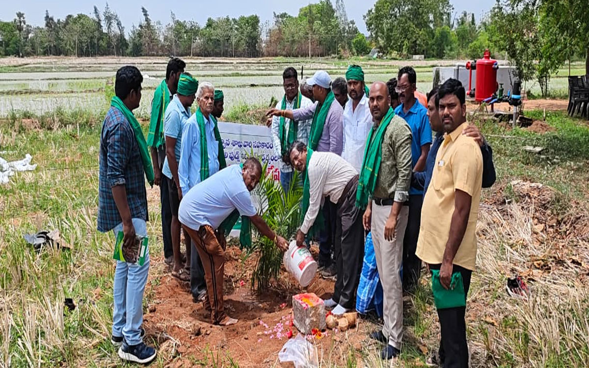 తోర‌గ‌ల్‌లో ఆయిల్ పామ్ మెగా ప్లాంటేషన్