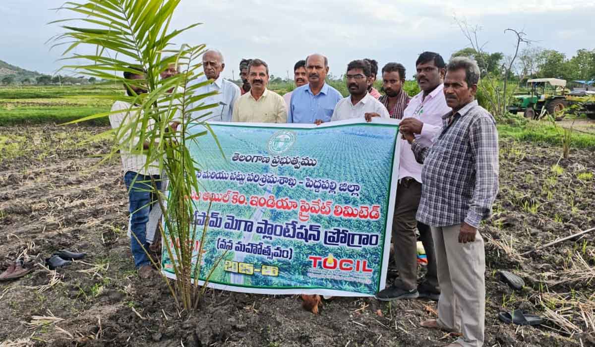 Kodurupaka | వాగొడ్డుపల్లిలో 20 ఎకరాలలో ఆయిల్ ఫాం సాగు