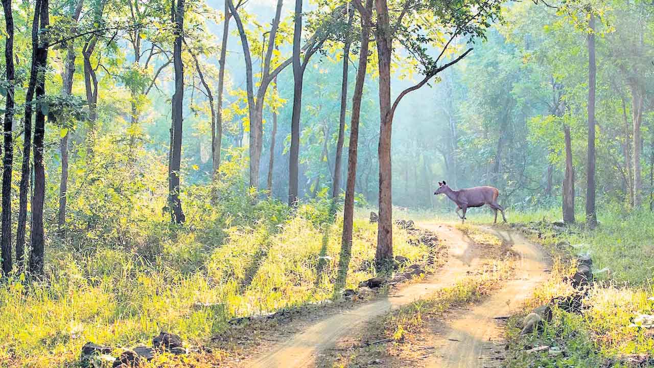 Satpura Ki Rani