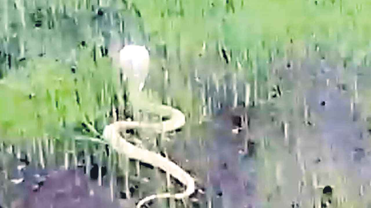 పొలంలో శ్వేతనాగు