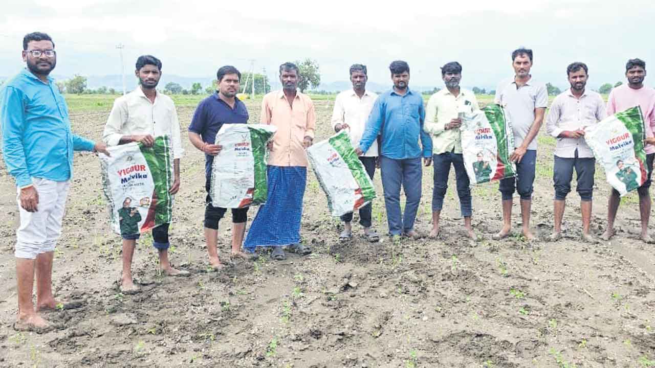 మొలకెత్తని సోయా