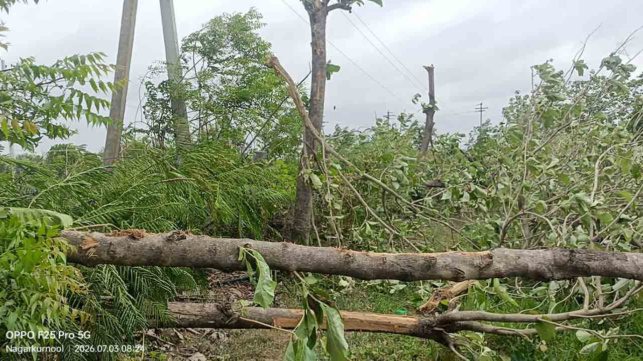 Nagarkurnool | విద్యుత్ అధికారుల దౌర్జన్యం .. ట్రీ కటింగ్ పేరుతో 18 భారీ టేకు వృక్షాల తొలగింపు