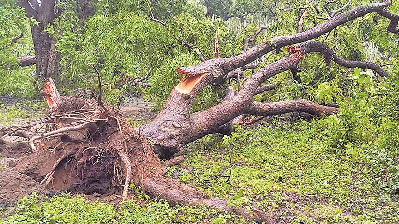 మంగపేట అటవీ ప్రాంతంలో ‘టోర్నడో’ బీభత్సం