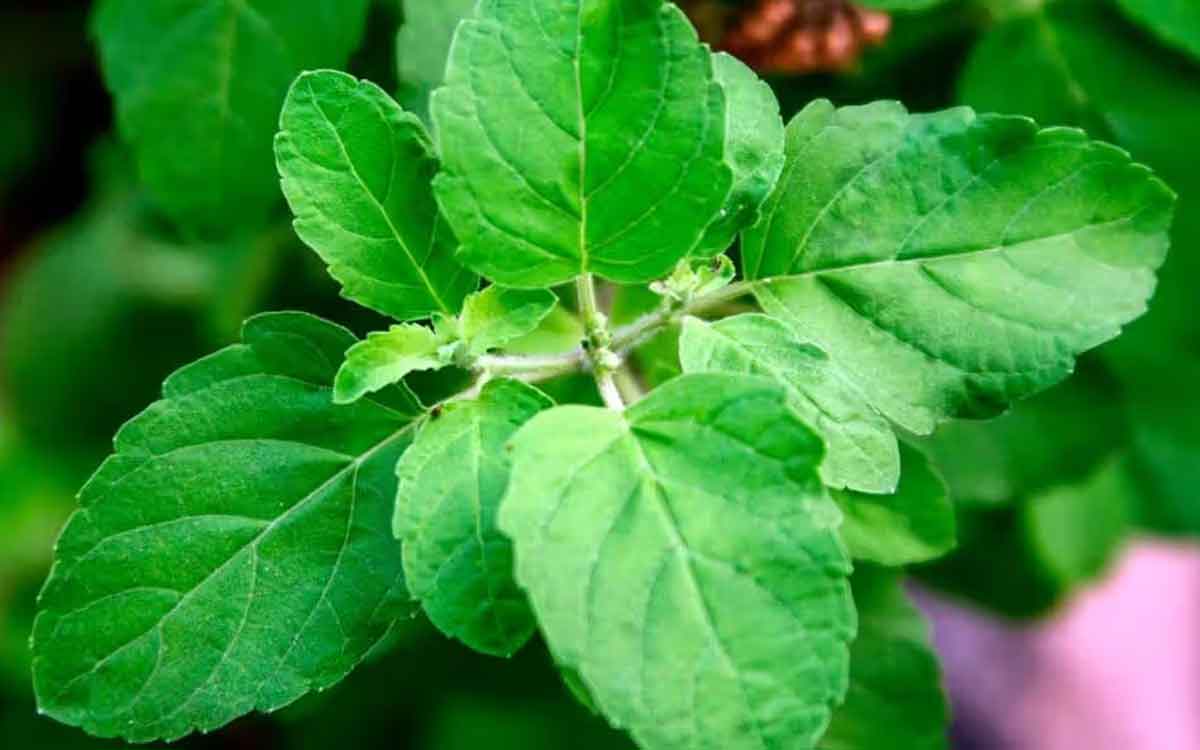 Holy Basil Leaves | తుల‌సి ఆకుల్లో ఎలాంటి స‌మ్మేళ‌నాలు ఉంటాయి.. ఇవి ఏయే వ్యాధుల‌కు ప‌నిచేస్తాయి..?