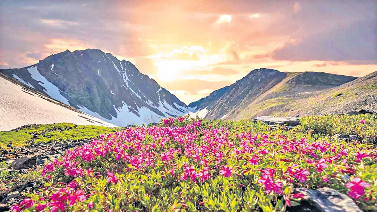 Valley Of Flowers