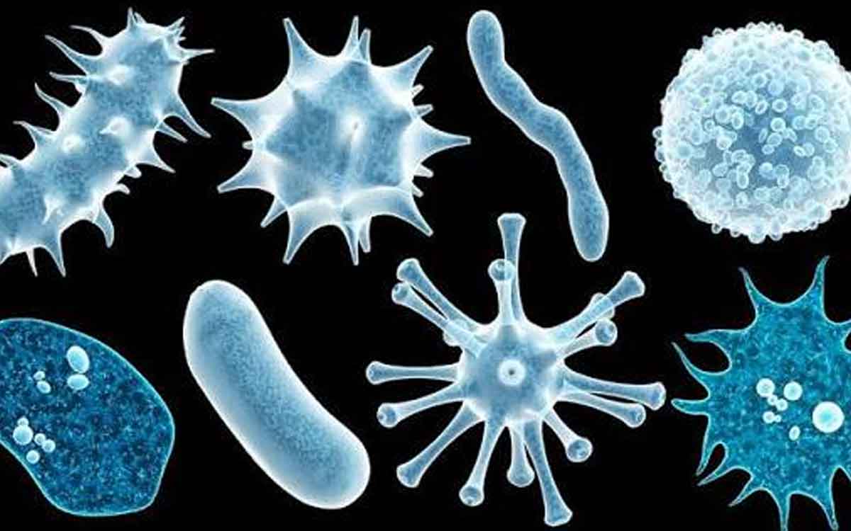 Virus | కొన్ని ర‌కాల వైర‌స్‌లు ఇత‌ర జీవుల్లోనే ఉంటాయి, మ‌నుషుల‌కు సోక‌వు.. ఎందుకు..?