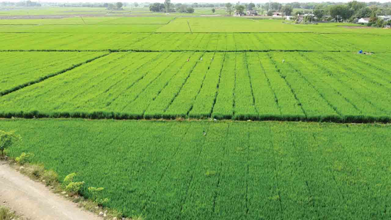పెరిగిన పంటల విస్తీర్ణం.. నిరుటితో పోలిస్తే 10% అధికం