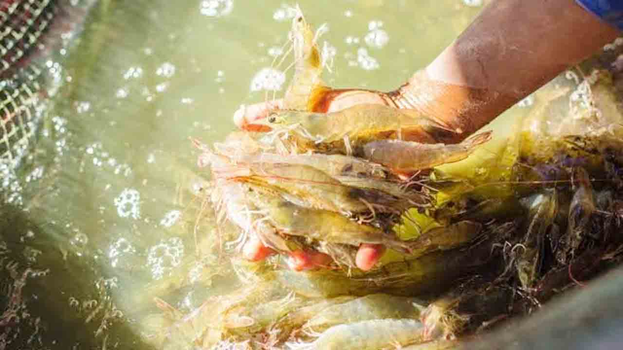 రొయ్యల పెంపకంపైనా ఎల్‌నినో ప్రభావం