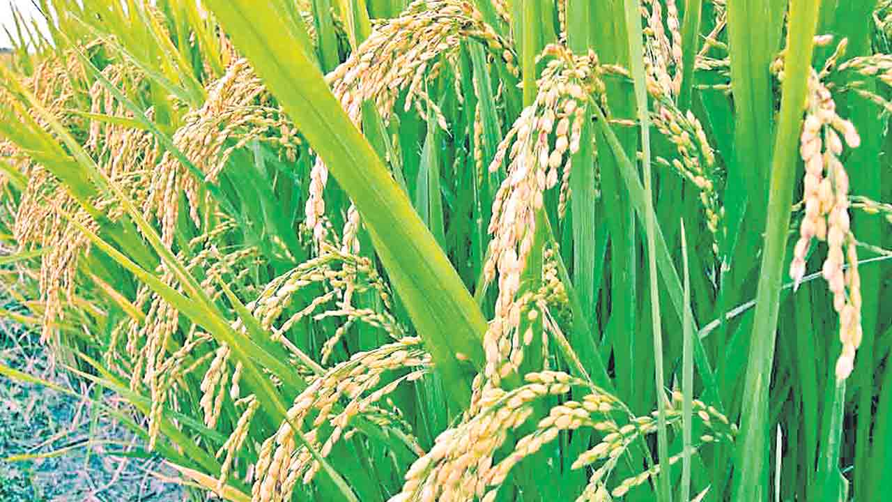 విత్తన కొనుగోళ్లు రిజిస్ట్రేషన్‌ చేయిస్తేనే సన్నాలకు బోనస్‌!