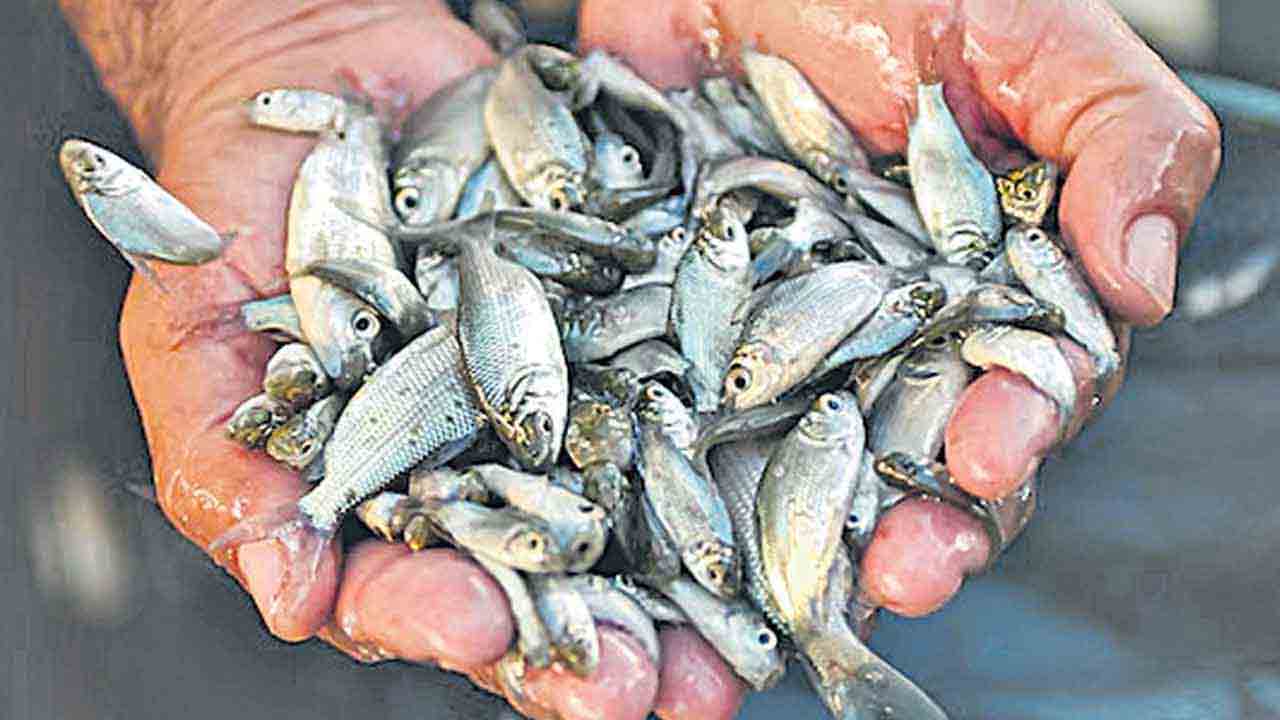 ఉచిత చేపపిల్లల పంపిణీ టెండర్లకు గడువు పెంపు