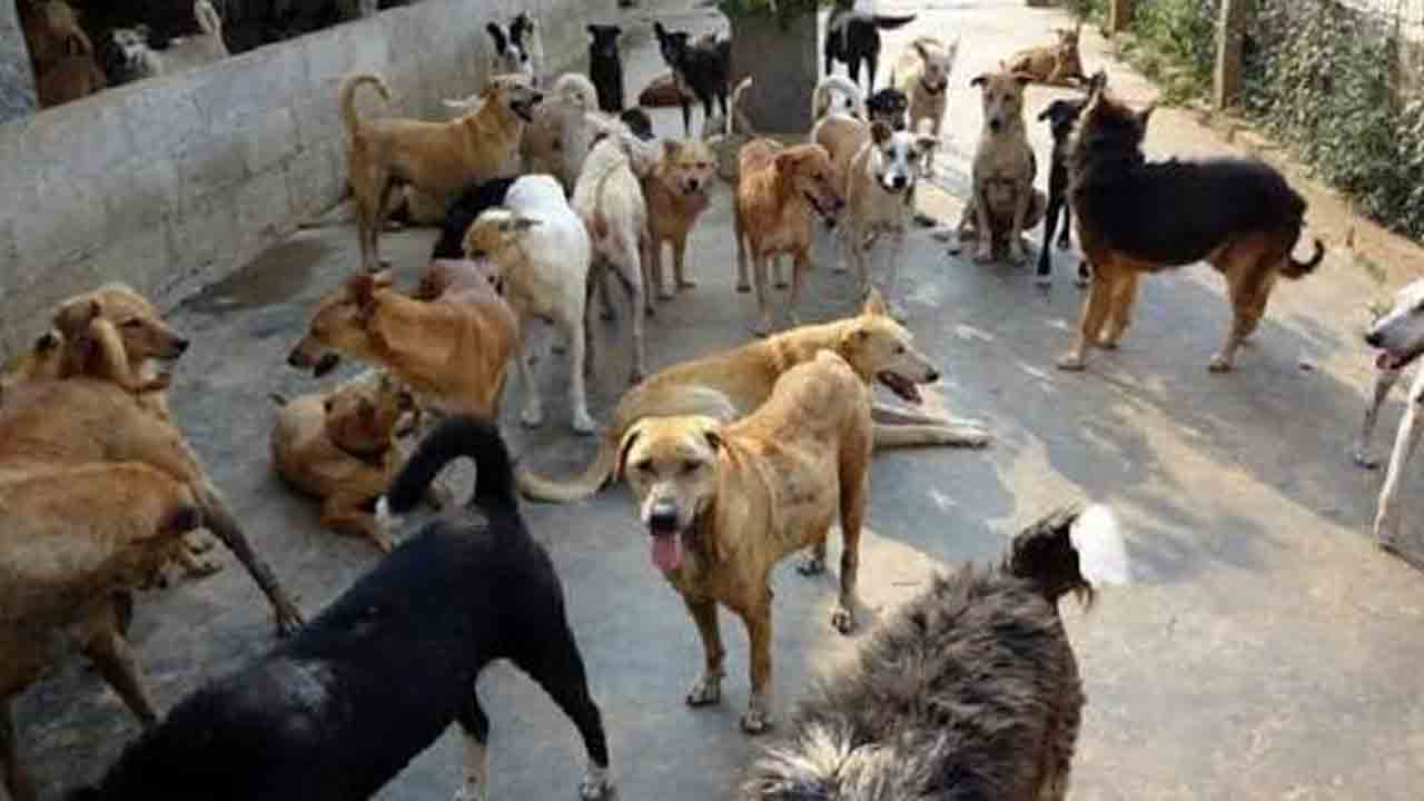 కుక్కల దాడులు.. స్కూళ్లకు సెలవులు