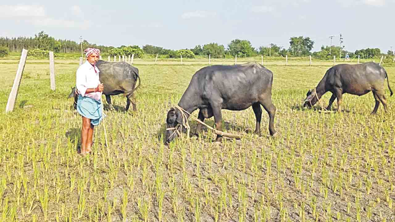 రైతు ఆశలు ఆవిరి… వానలు రాకపాయె..ఉన్న రెండు బోర్లు ఎండిపాయె