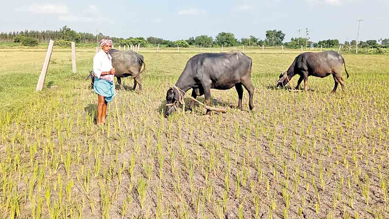 రెండు బోర్లు ఎండిపాయె.. రైతు ఆశలు ఆవిరాయె