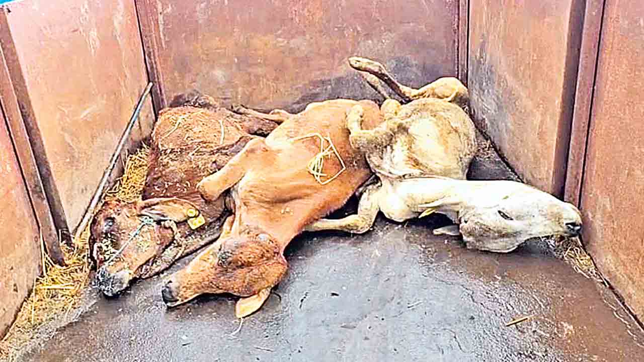 ఐదు రాజన్న కోడెల మృత్యువాత