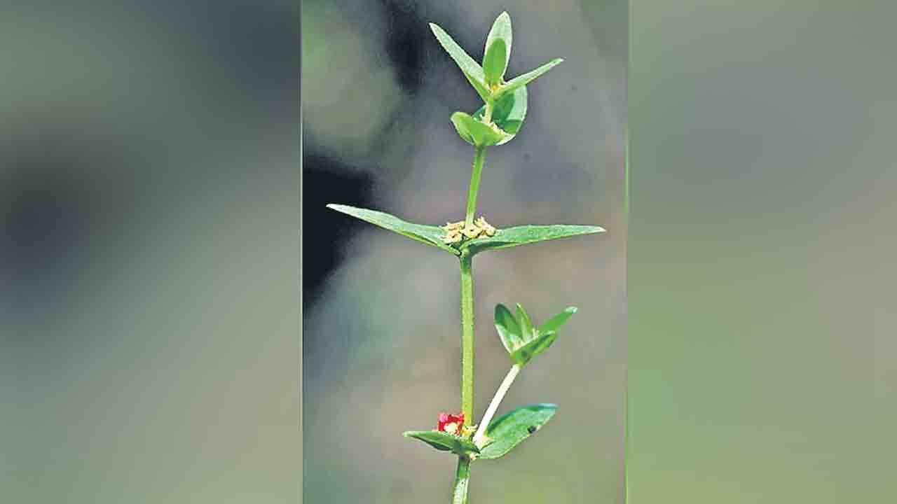 అమ్రాబాద్‌ అడవుల్లో కొత్త మొక జాతి