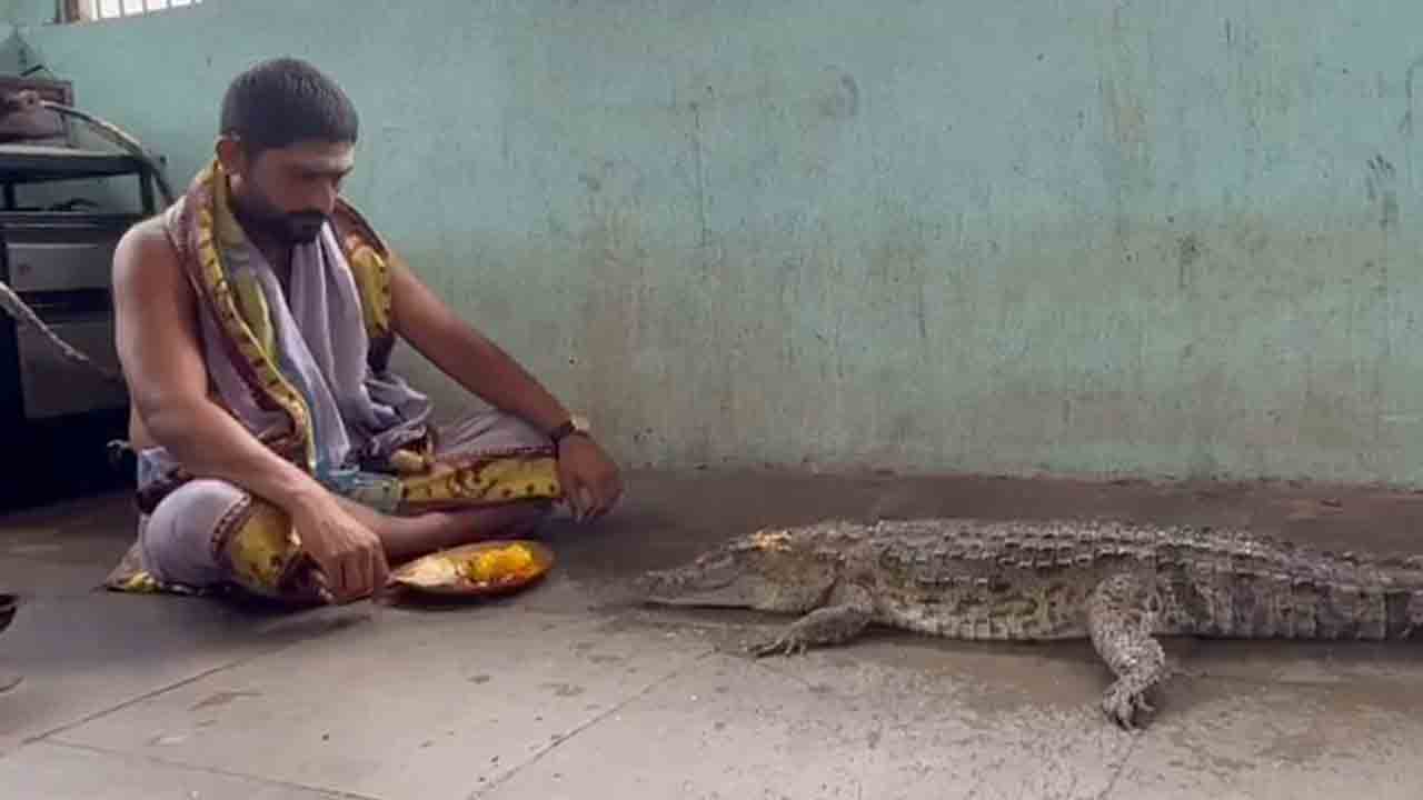 మొసలికి పూజలు చేసిన పురోహితుడు