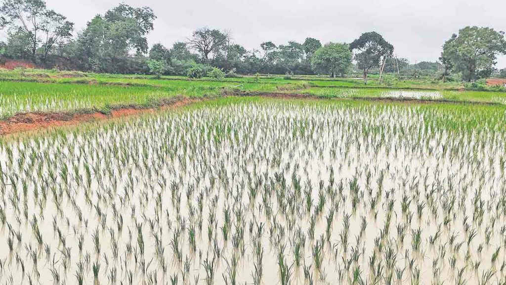 Annaram Farmers | మా భూములపైనే ఎందుకు కన్నేసిండ్రు.. సంగారెడ్డి జిల్లా అన్నారం రైతుల ఆవేదన