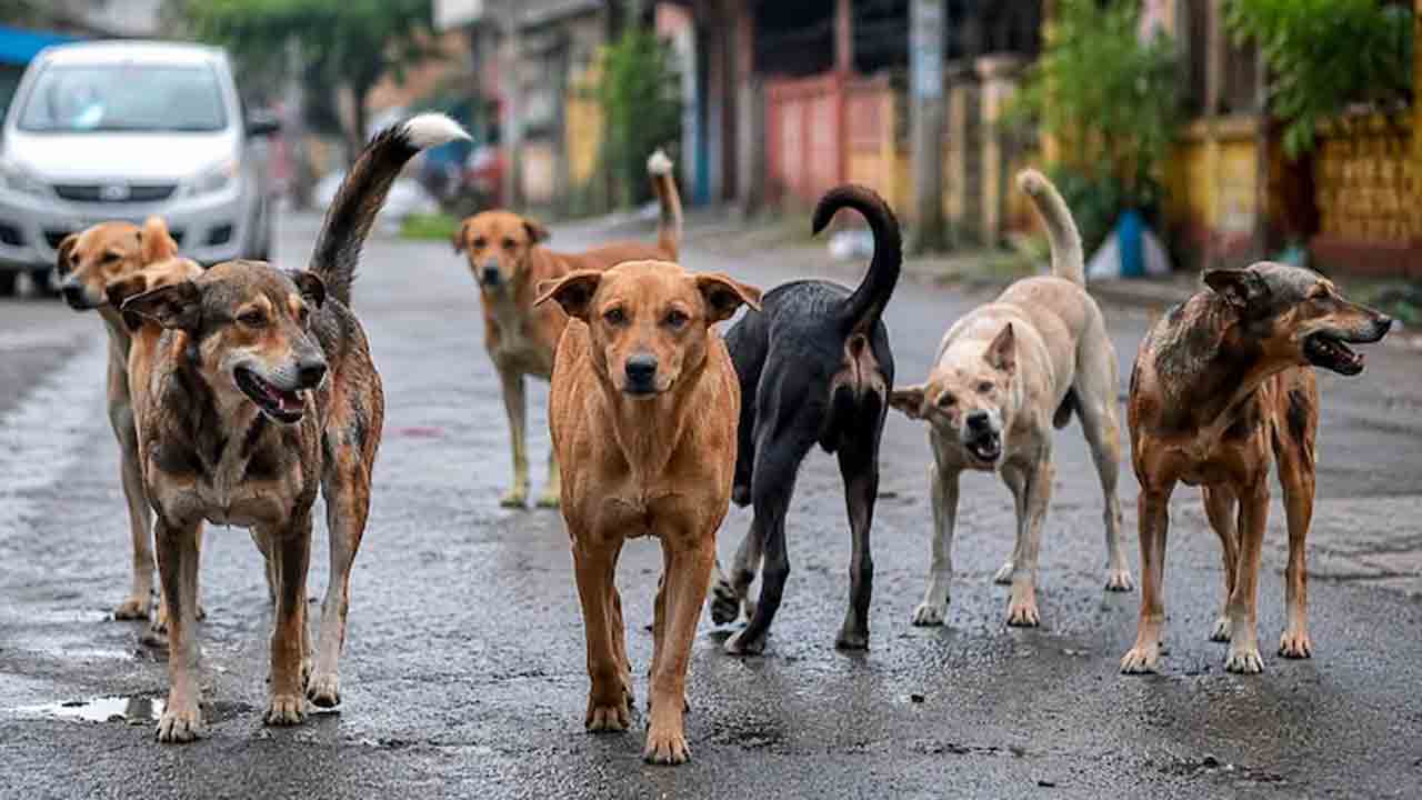 24 గంటల్లో 161 కుక్క కాటు దాడులు