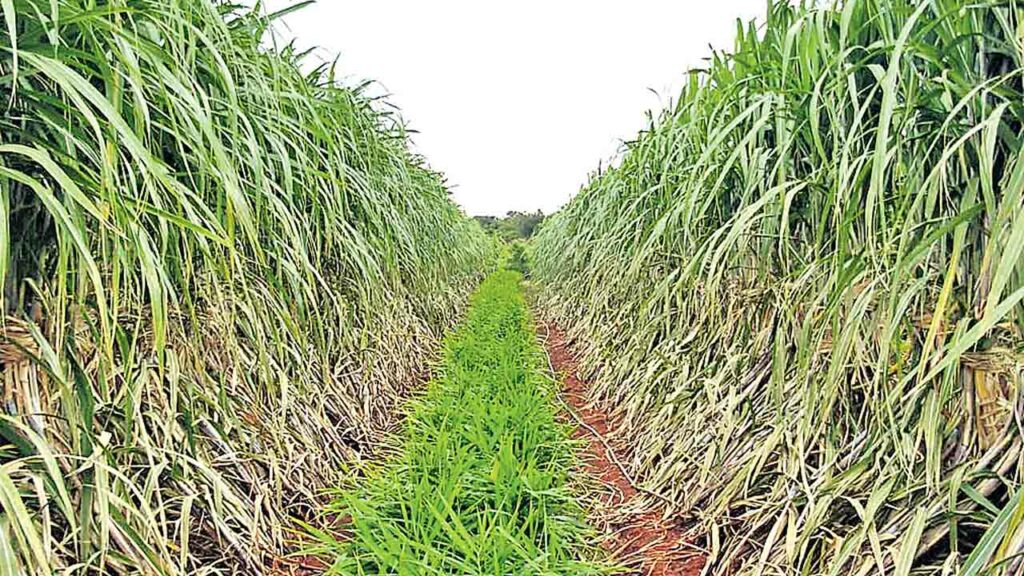 చెరుకుకు ప్రత్యామ్నాయం చక్కెర దుంప