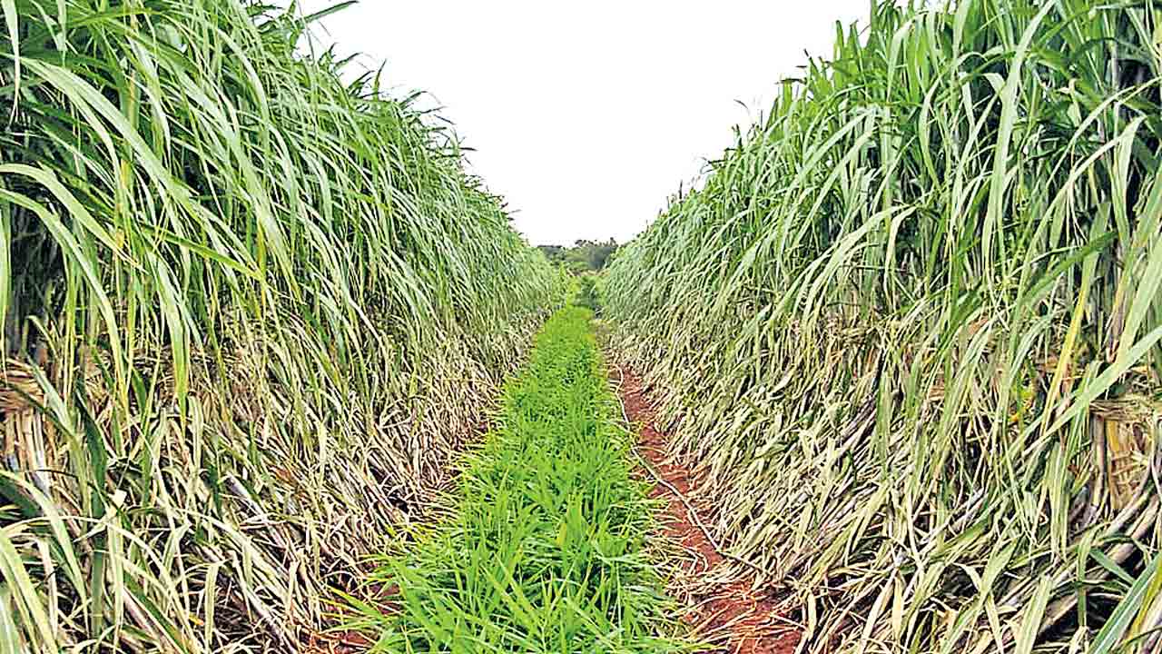 చెరుకుకు ప్రత్యామ్నాయం చక్కెర దుంప