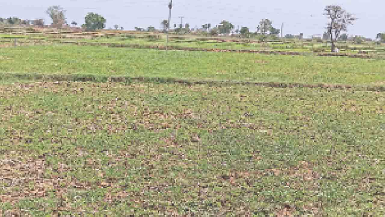 వరి వేద్దామా.. వద్దా!
