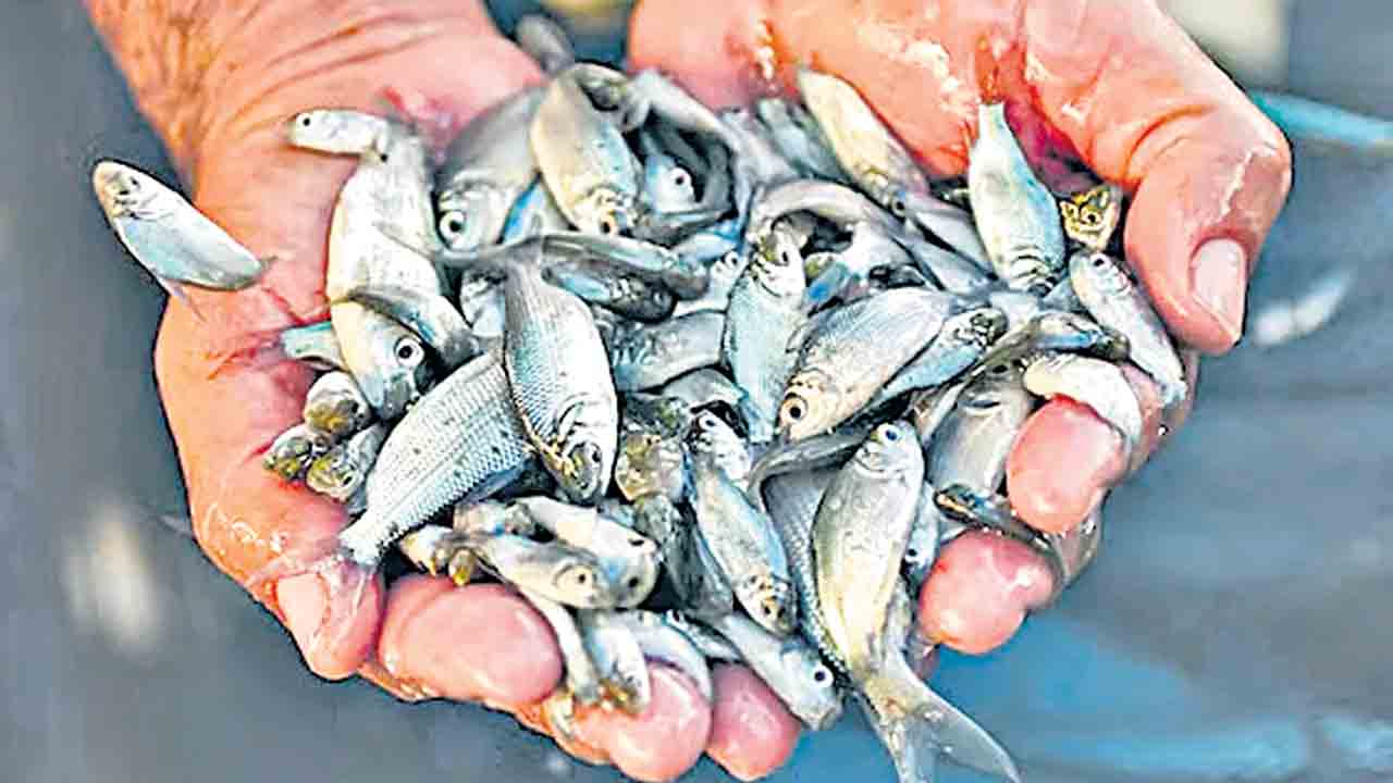 చేప పిల్లల పంపిణీకి రూ.116 కోట్లు
