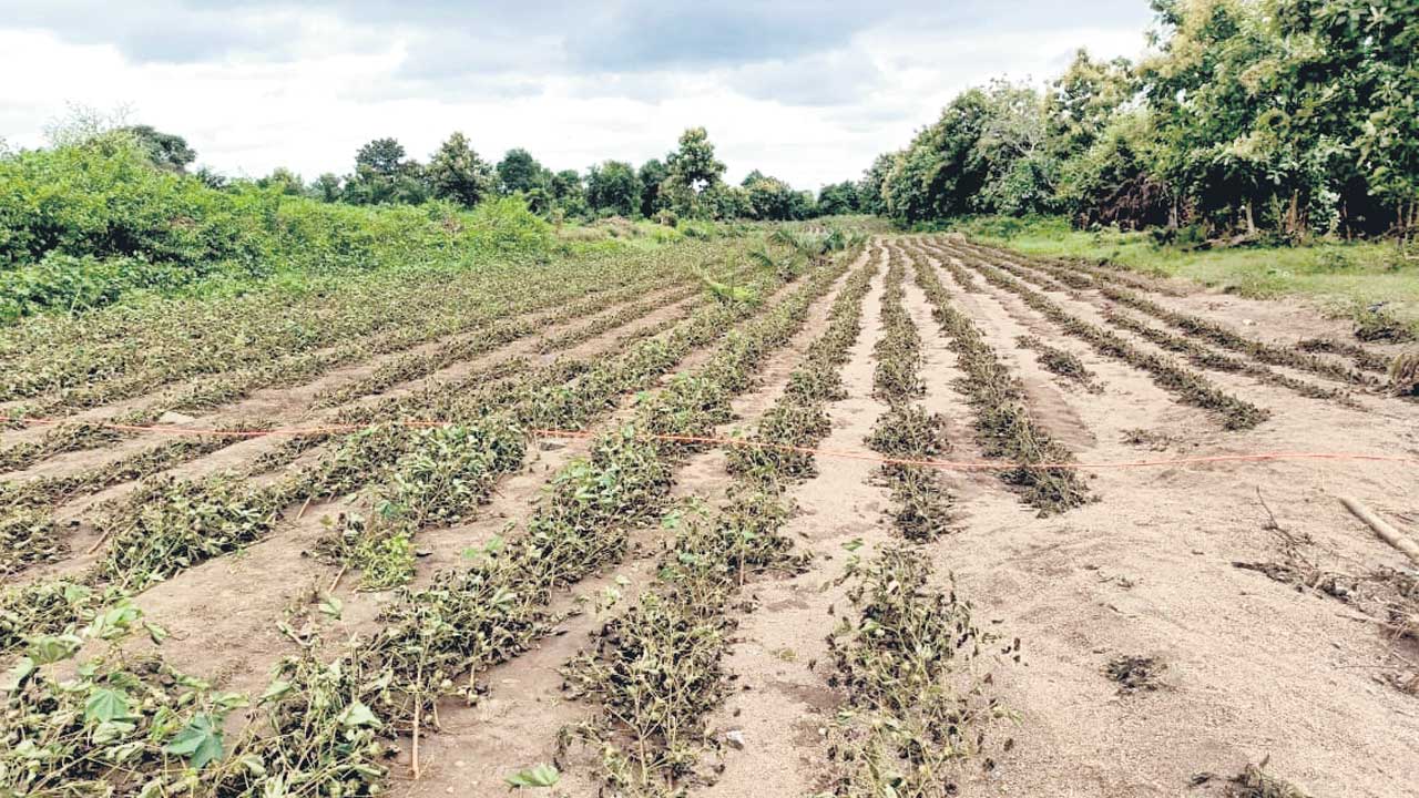 ప్రభుత్వమా.. పరిహారం