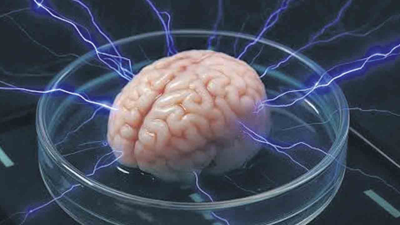 ప్రయోగశాలల్లో కృత్రిమ మెదడు సృష్టి