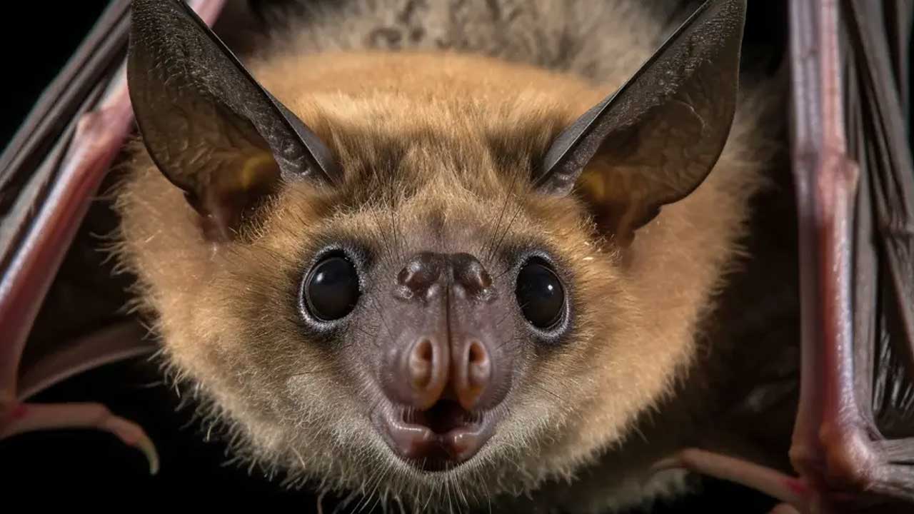 Brwon Bats | ఇది నిజమా.. గోధుమ రంగు గబ్బిలాలు క్యాన్సర్‌ను నిరోధిస్తాయా!
