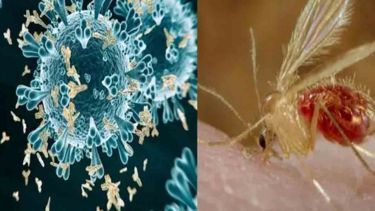 Chandipura virus | గుజరాత్‌లో చండీపుర వైరస్‌ కలకలం.. 22 మంది పిల్లలు మృతి