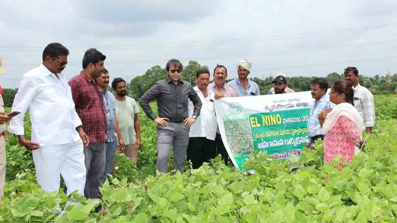 ప్రత్యామ్నాయ పంటలపై దృష్టి పెట్టండి